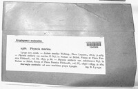 Physcia tenella image